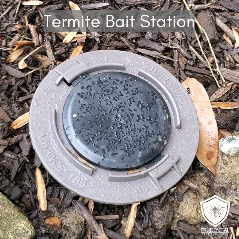 Termite Bait Station