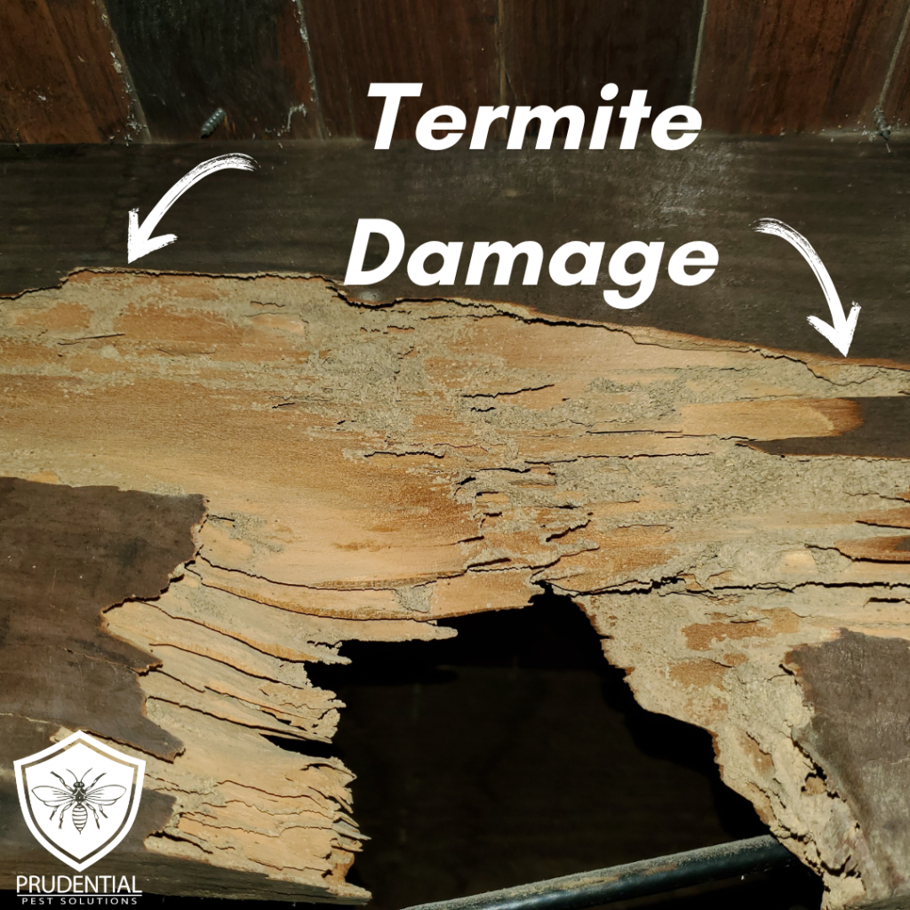 termite damage