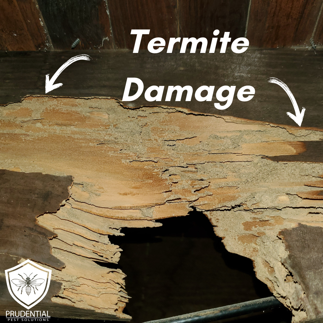 Early signs of a termite problem - Prudential Pest Solutions