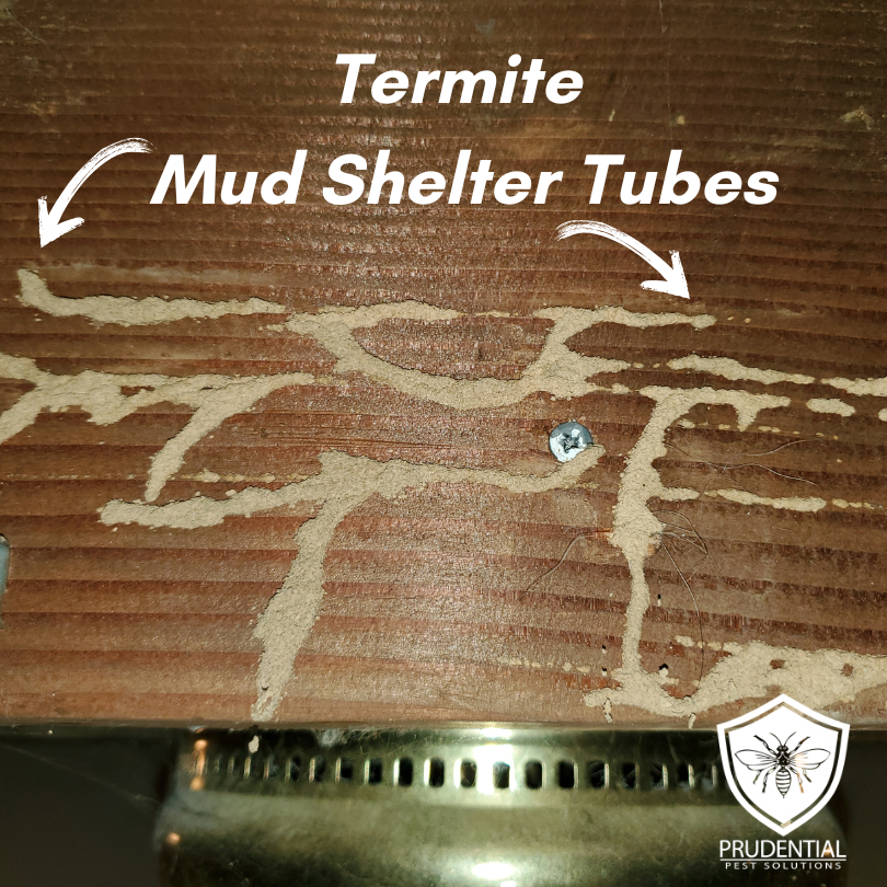 Termite Mud Shelter Tubes