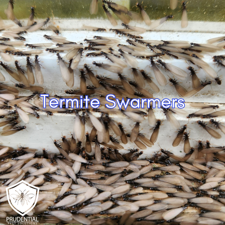 termite swarmers