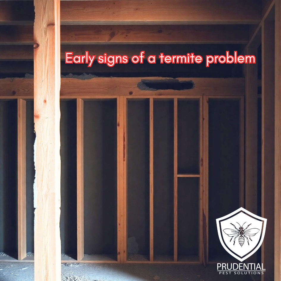 early signs of termite problems