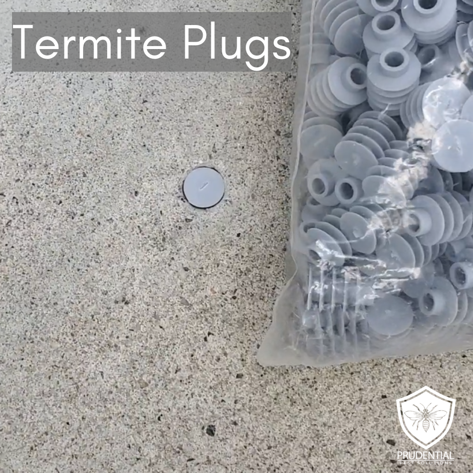 Termite Plugs