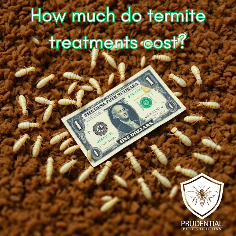 How Much Does Orkin Cost For Termites How much does a termite treatment cost - Prudential Pest Solutions