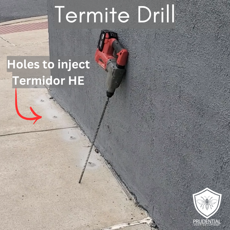 Termite Drill and holes