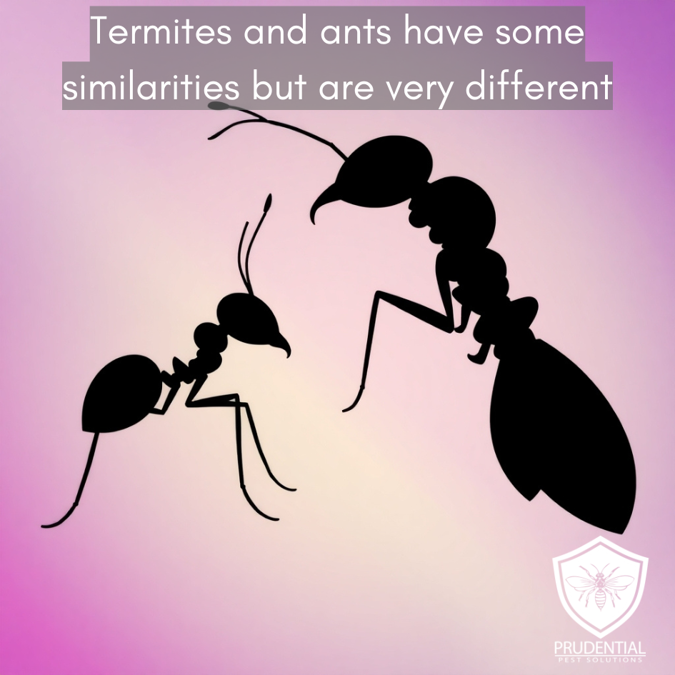 termites different from ants