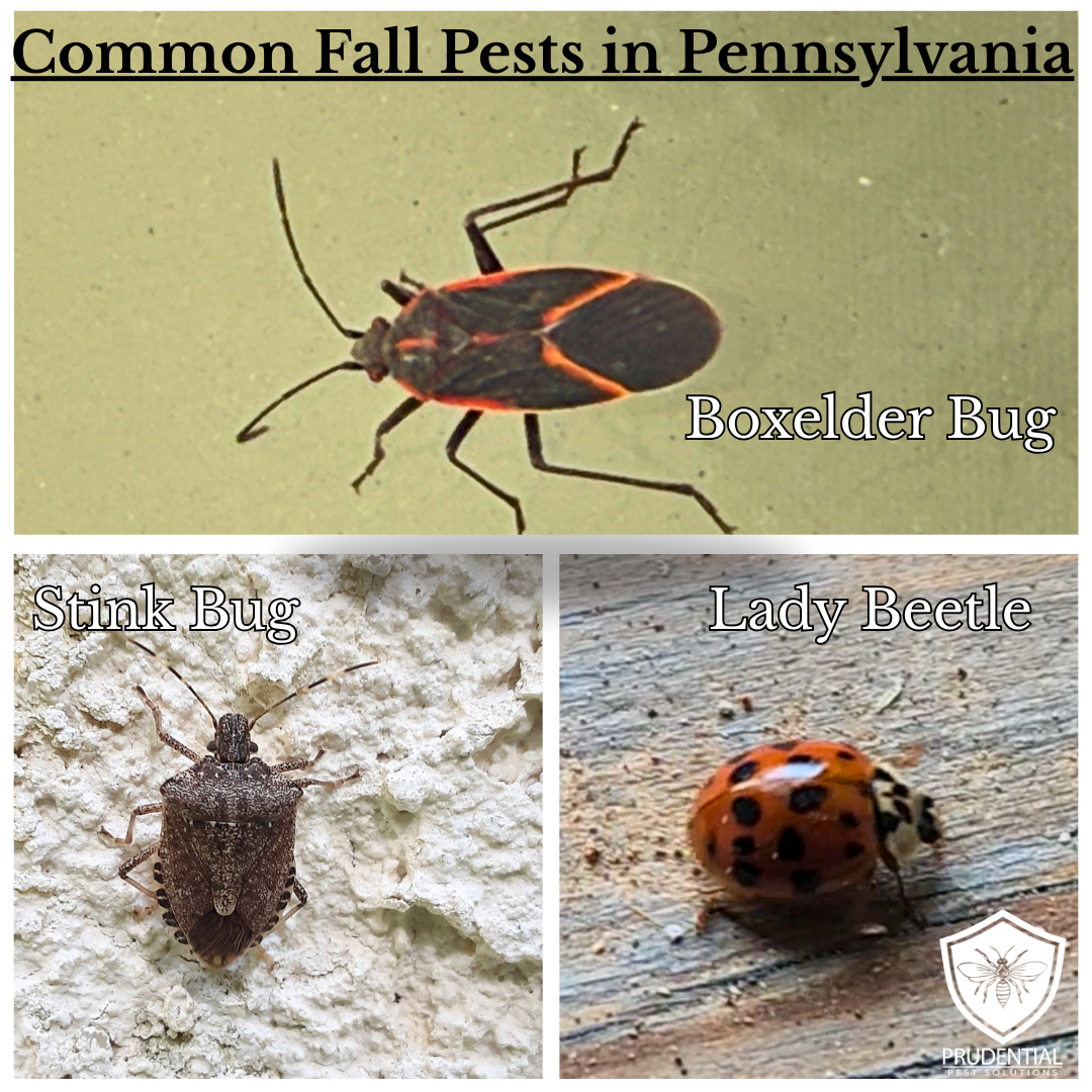 Common Fall Pests in Pennsylvania