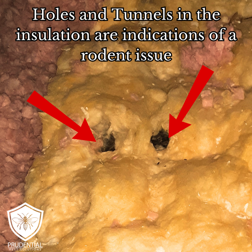 Holes in insulation mean mice