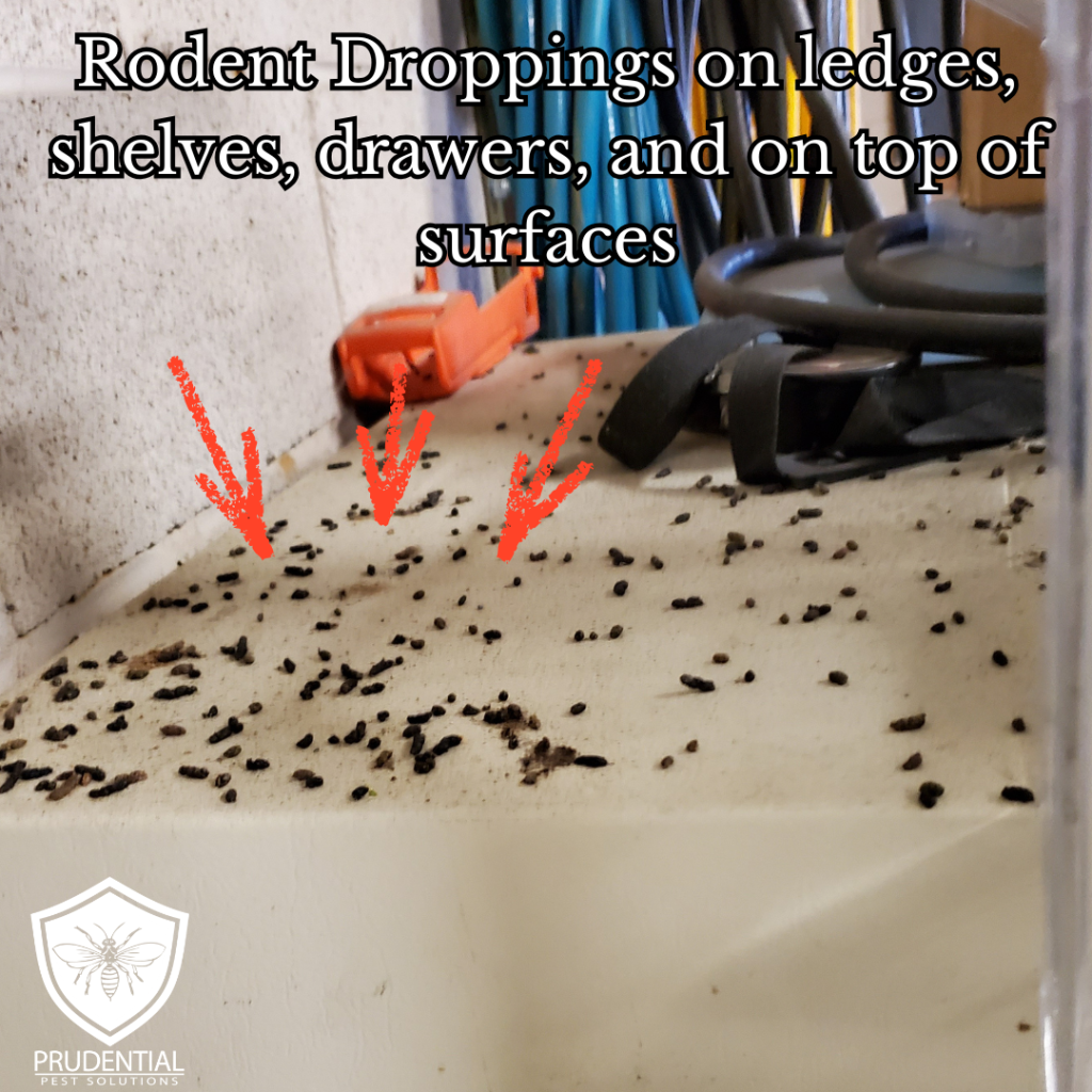 Mouse droppings in the house