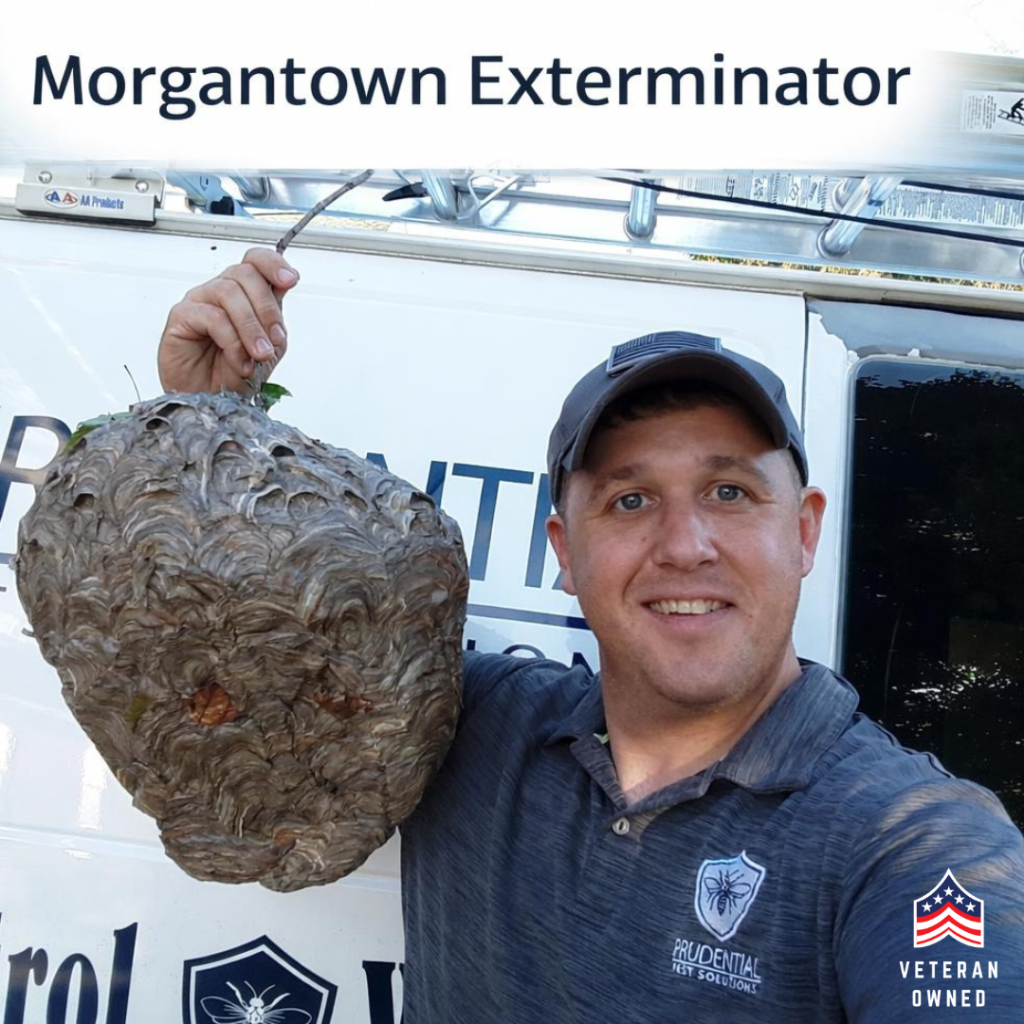 a technician from Prudential Pest Solutions holds a hornet nest that was removed from a home in Morgantown PA