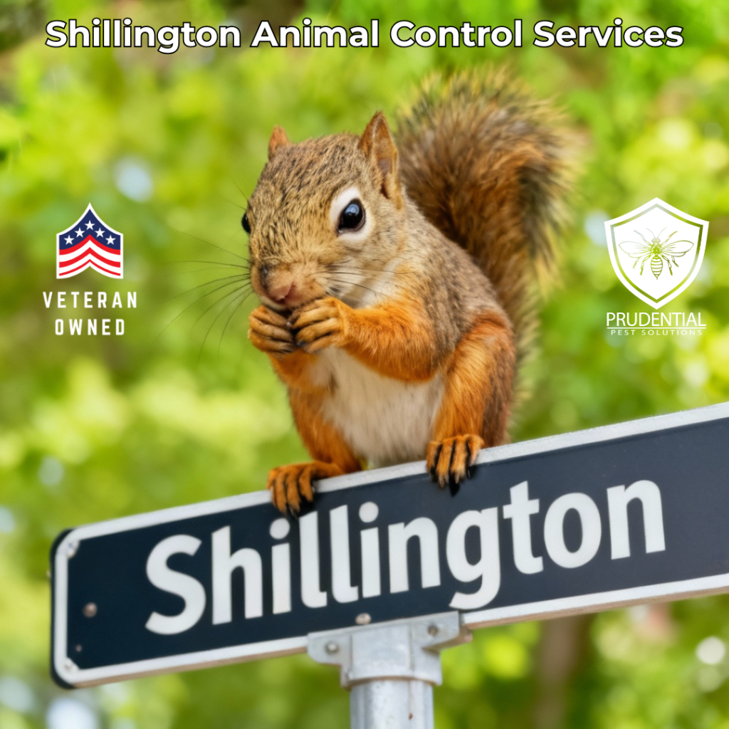 a squirrel standing on a sign that says Shillington