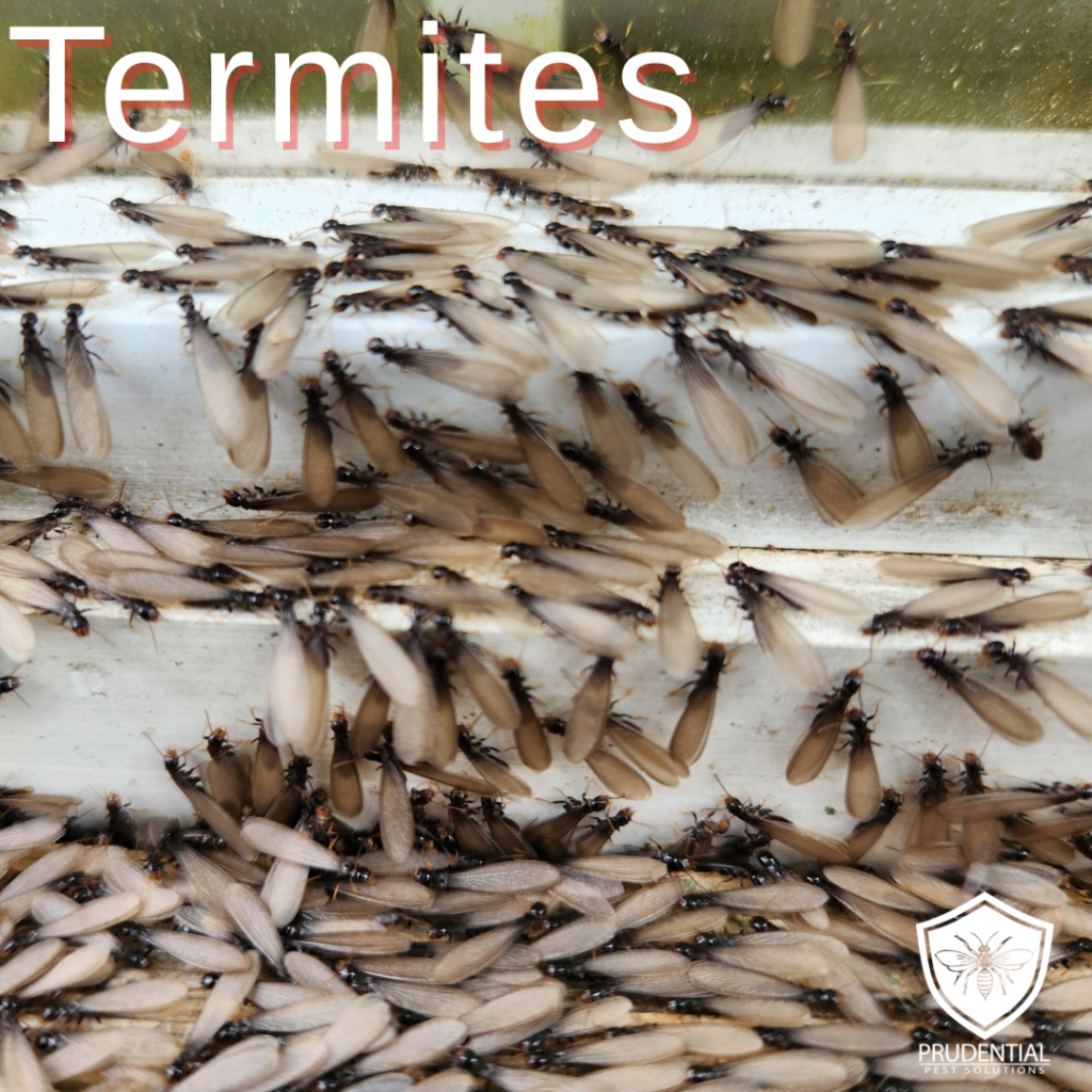 termite swarmers in Pennsylvania are crawling on the window sill of a house