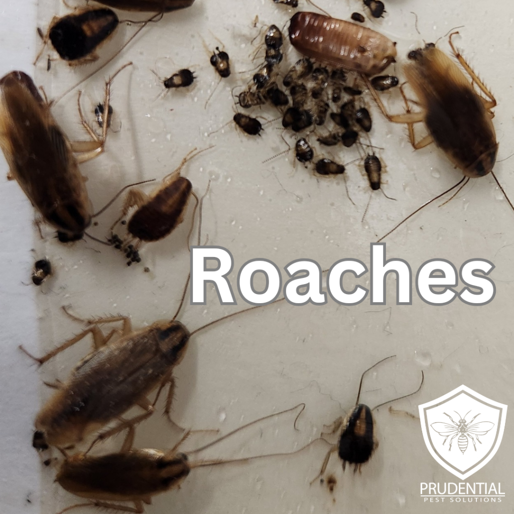 german cockroaches in a restaurant kitchen