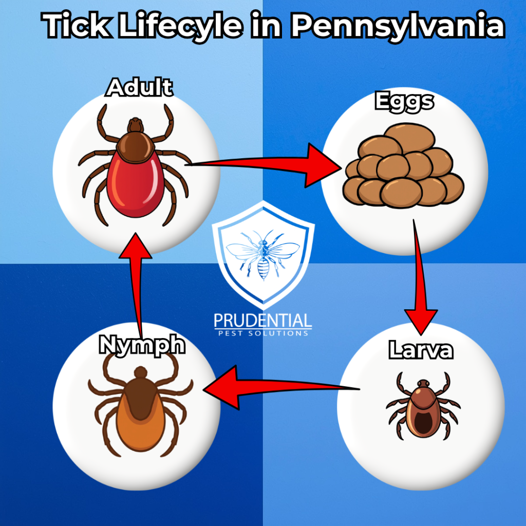 Tick Lifecyle in Pennsylvania
